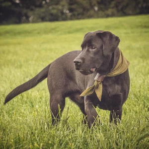Hunde Zubehör